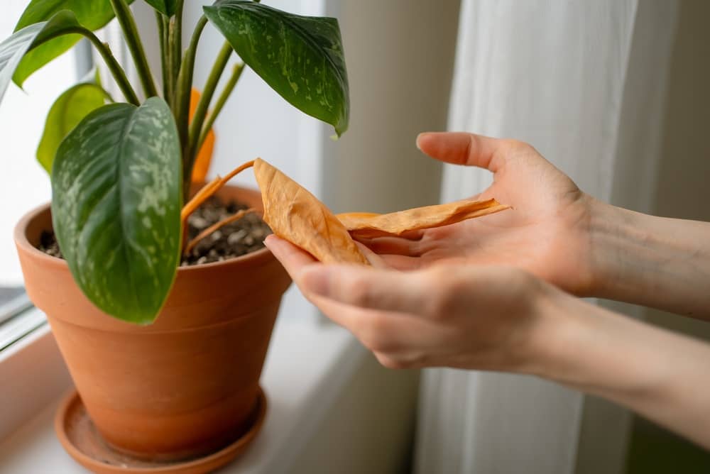 Signs of Dry Air in Your Home